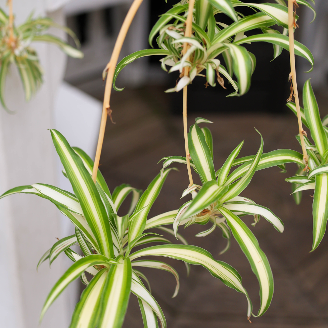 Garden Elements Live Spider Plant Hanging Basket, 10in