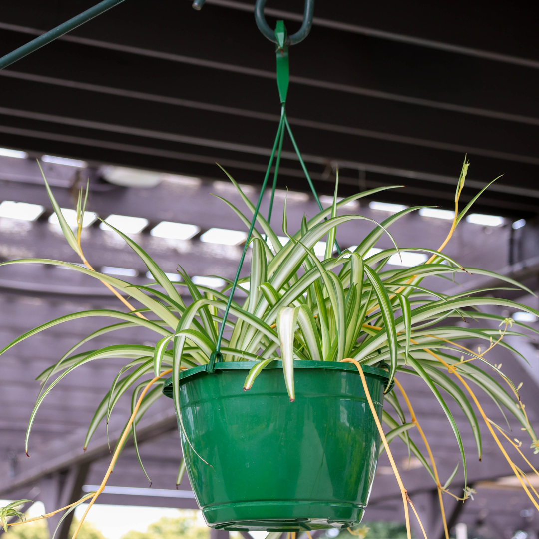 Garden Elements Live Spider Plant Hanging Basket, 10in