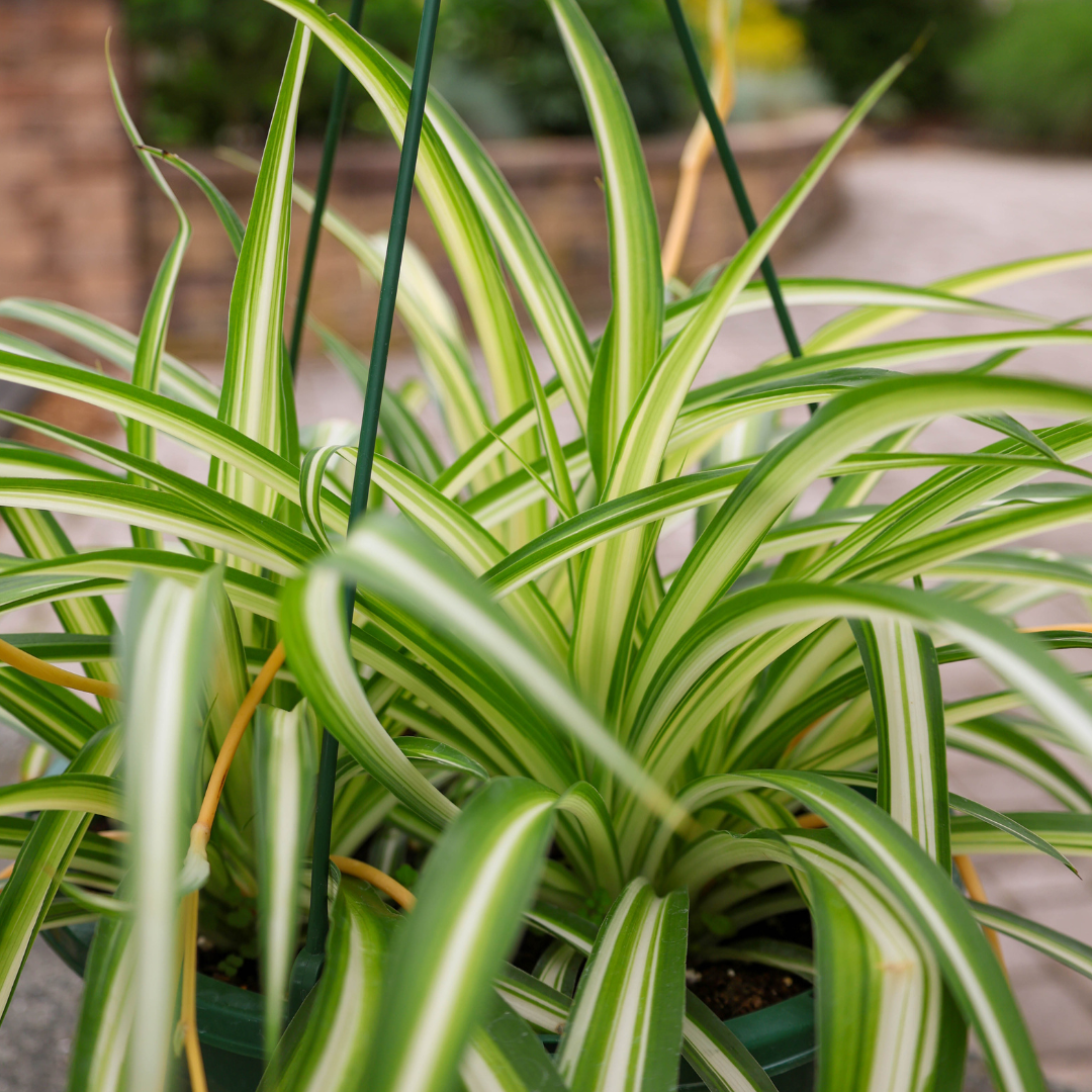 Garden Elements Live Spider Plant Hanging Basket, 10in