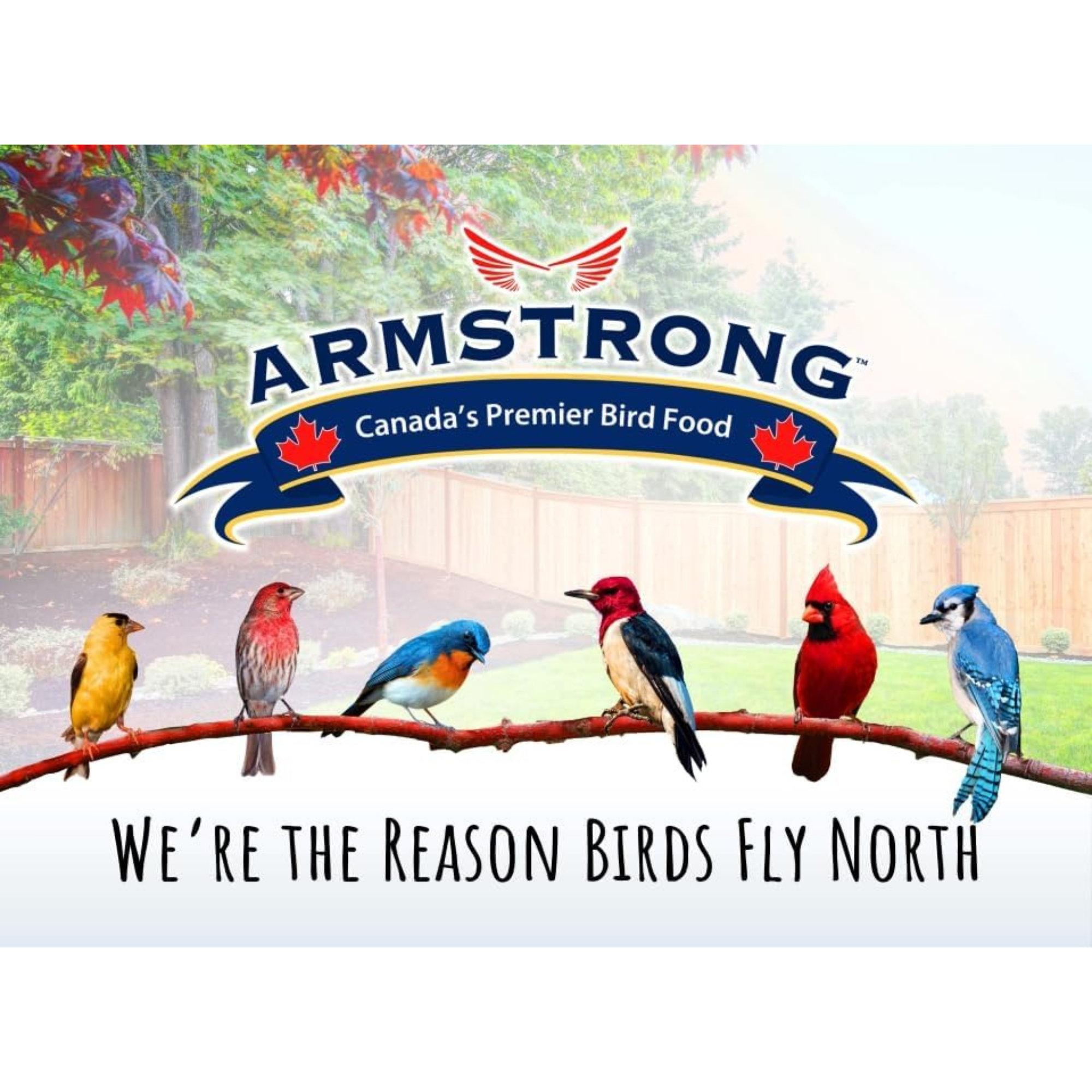 Armstrong Wild Bird Food Black Oil Sunflower Bird Seed, 13.23lb Pail