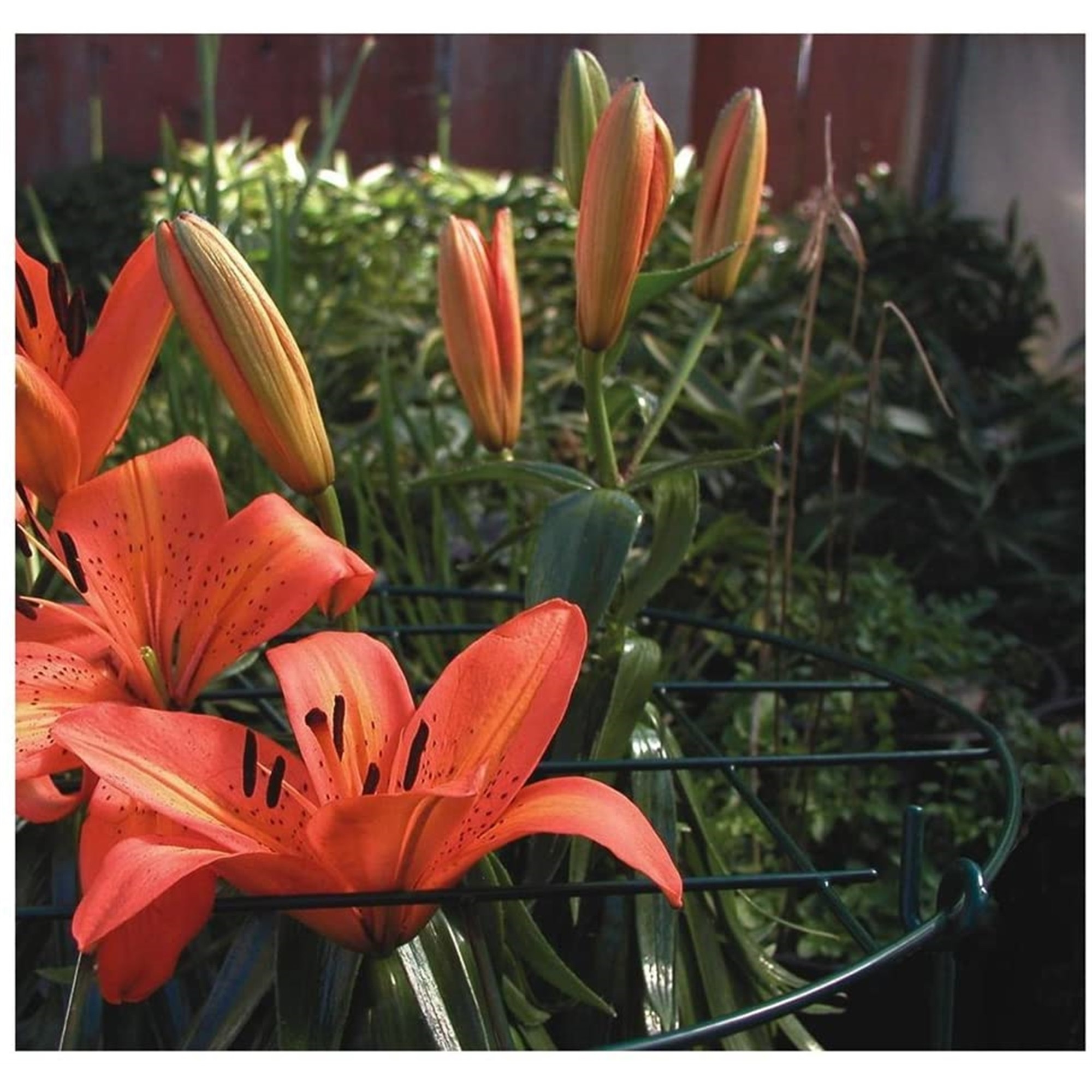 Luster Leaf Link-Ups Round Metal Grow Through Grid Plant Support for Gardens and Flower Beds, 16" Grid x 24" Leg, Green