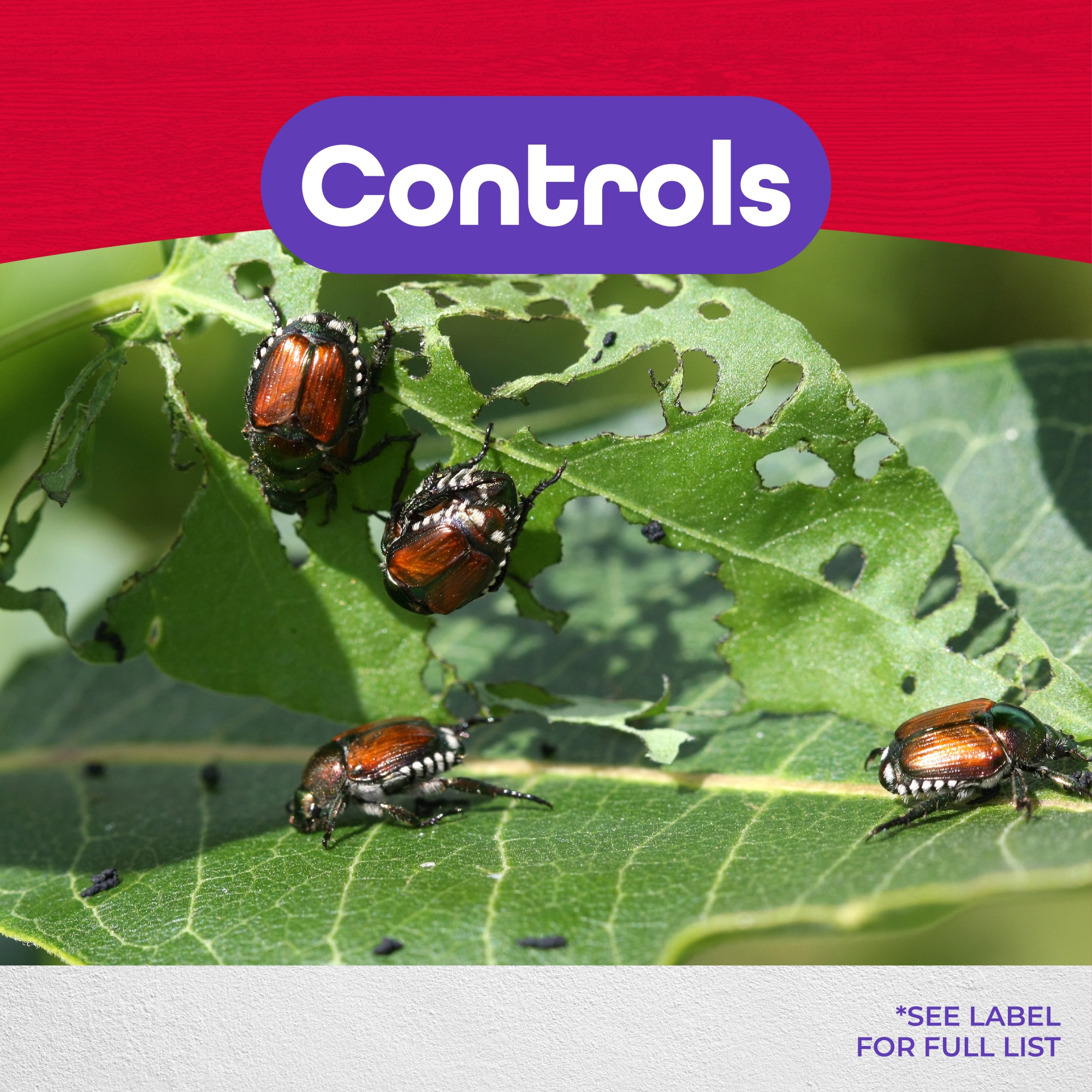 Bonide Beetle Bagger Japanese Beetle Trap Dual Release Lure Replacement