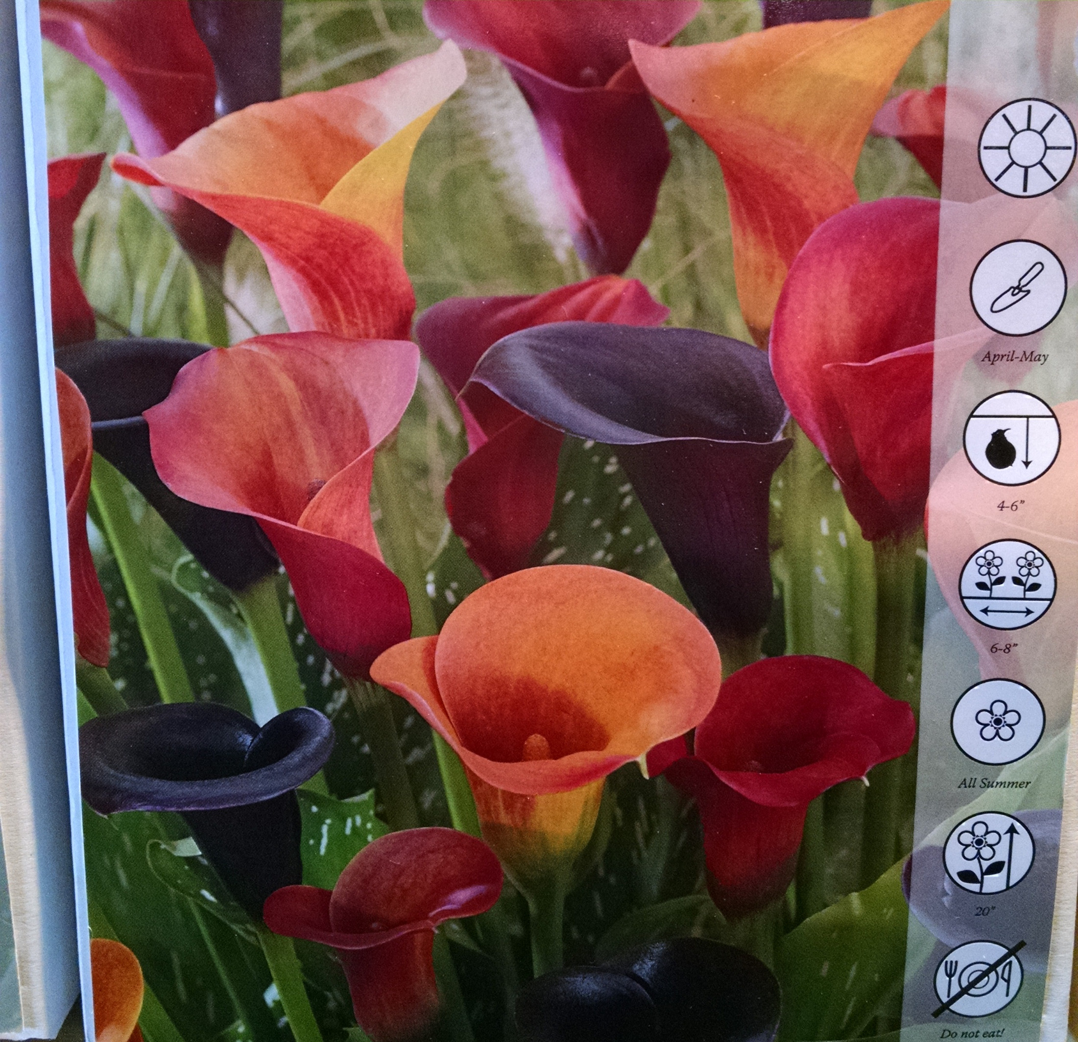 Calla Orange County Mixed, Pack of 5