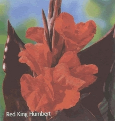 Canna Red King Humbert, Pack of 3