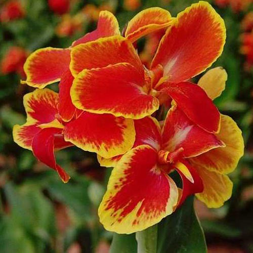 Canna Rosemond Coles, Pack of 3