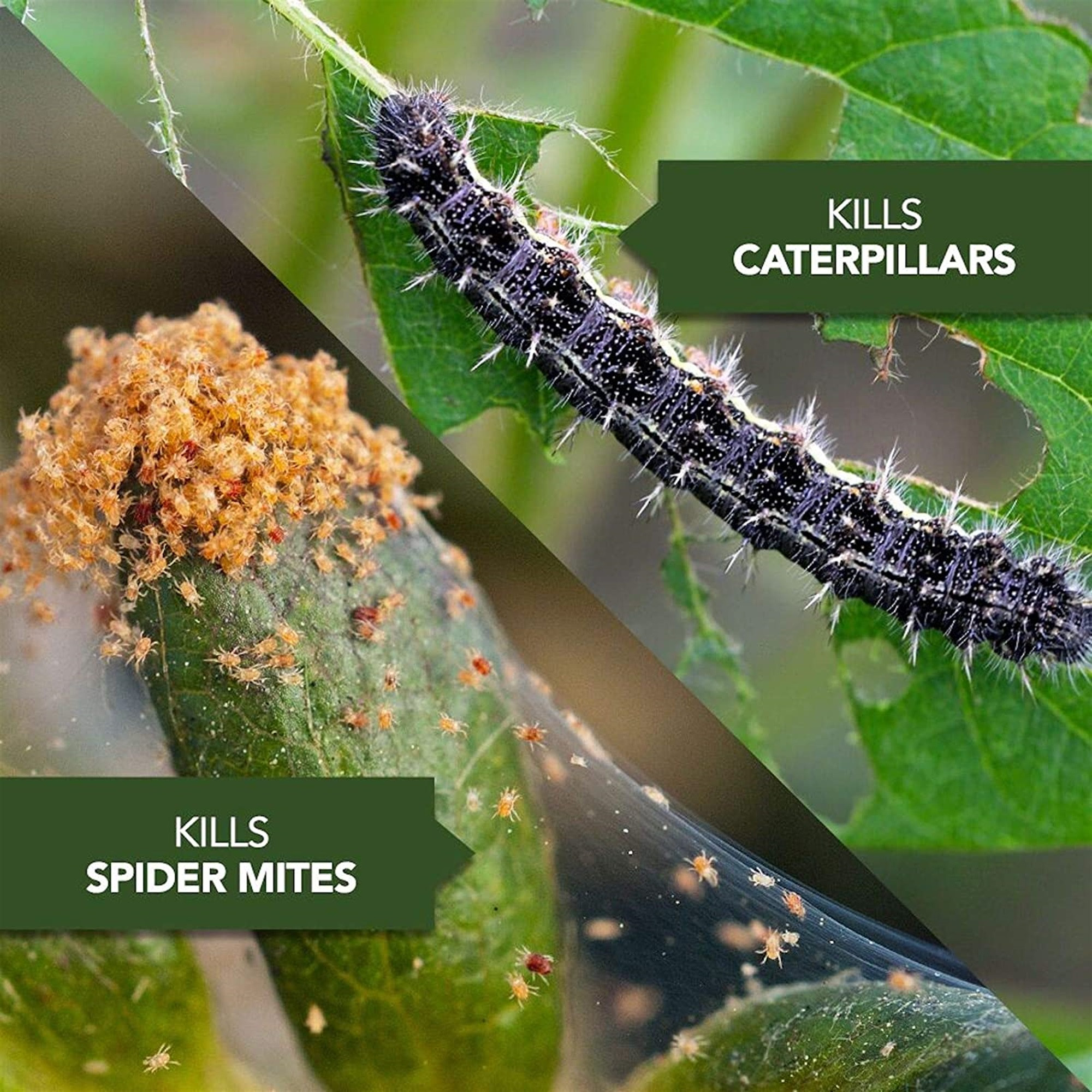 BioAdvanced 3-in-1 Insect Disease & Mite Control Concentrate - 32 oz.