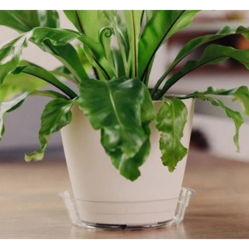 Curtis Wagner Plastics Vinyl Plant Saucer — Air-Flow Bottom Design, Clear — 7"