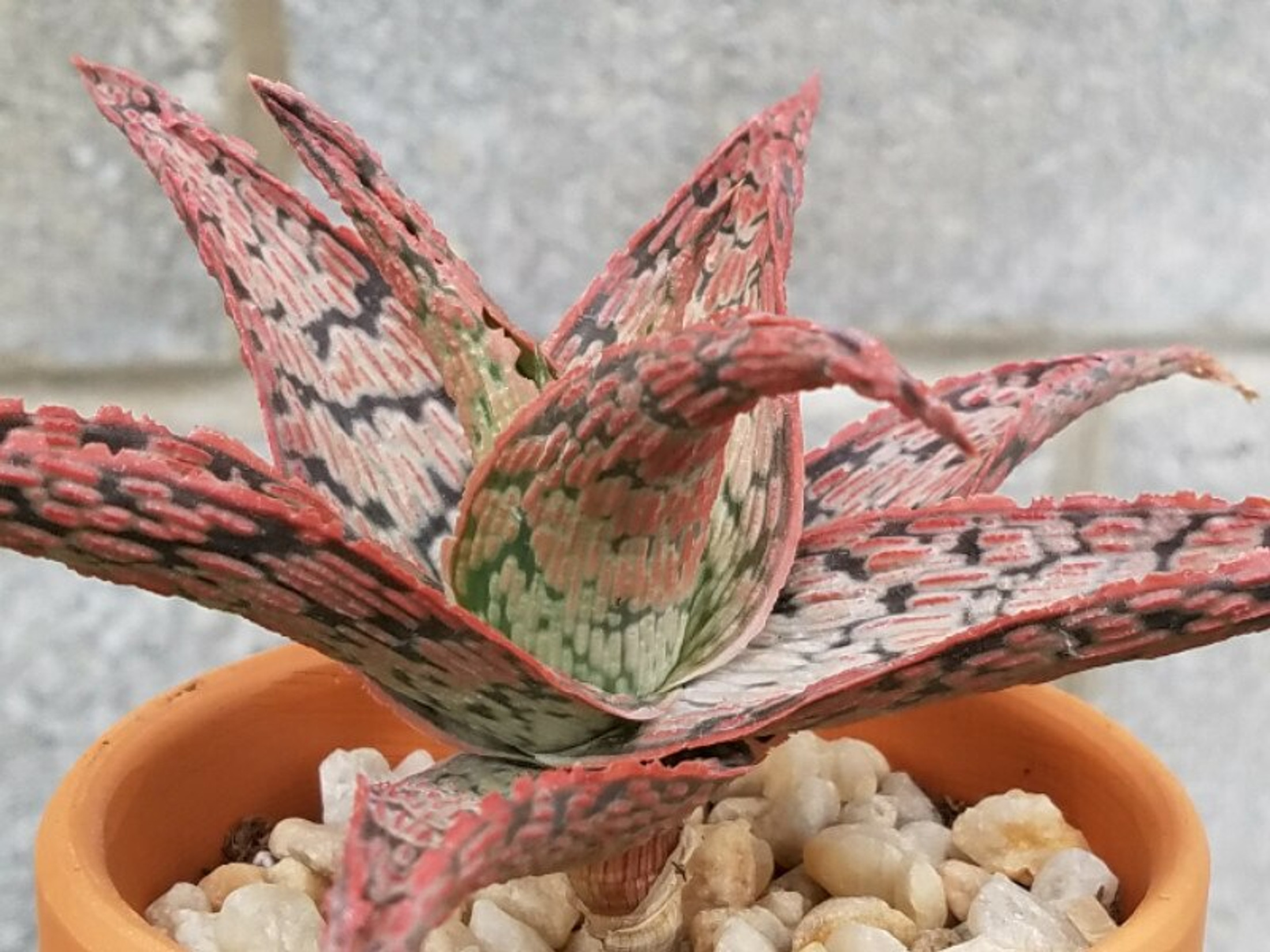 Pink Blush - Aloe Hybrid, Tray of 10 Plants