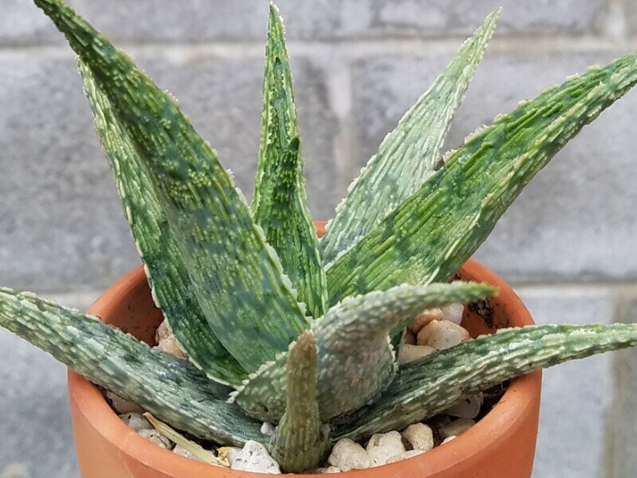 Silver Ridge - Aloe Hybrid, Tray of 10