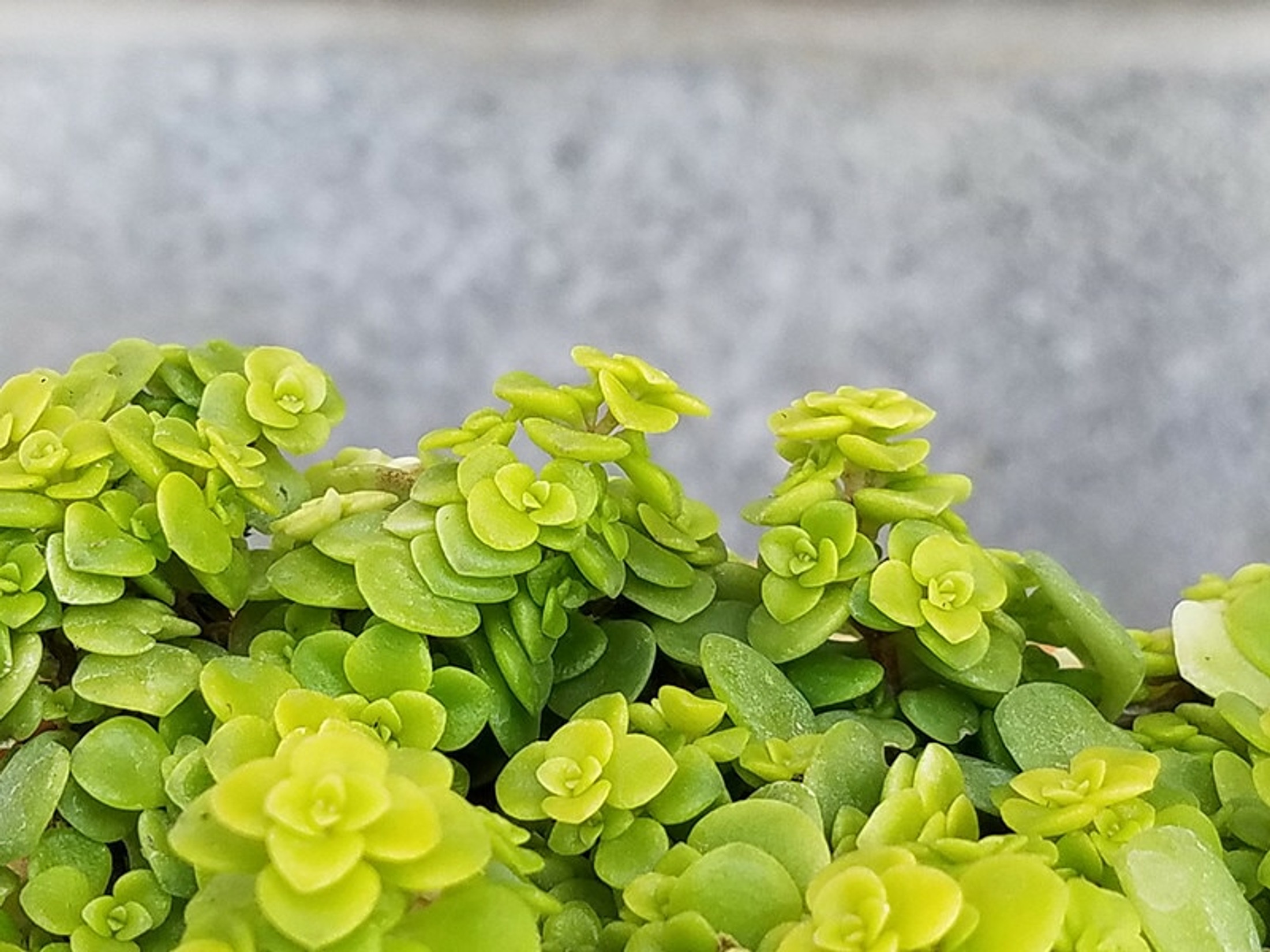 Ogon - Sedum Makinoi, Tray of 10