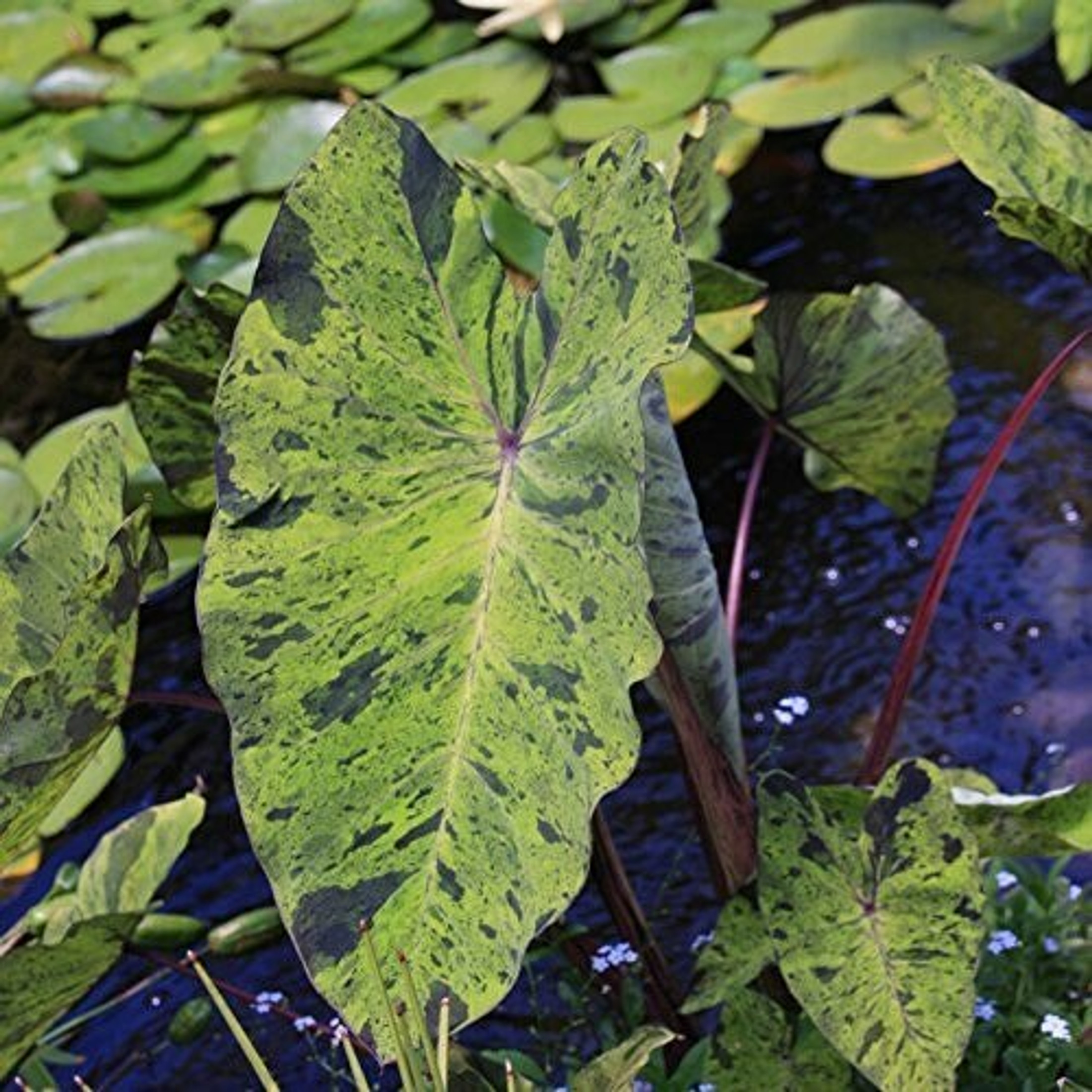 Colocasia Mojito Variegated Elephant Ear, Medium