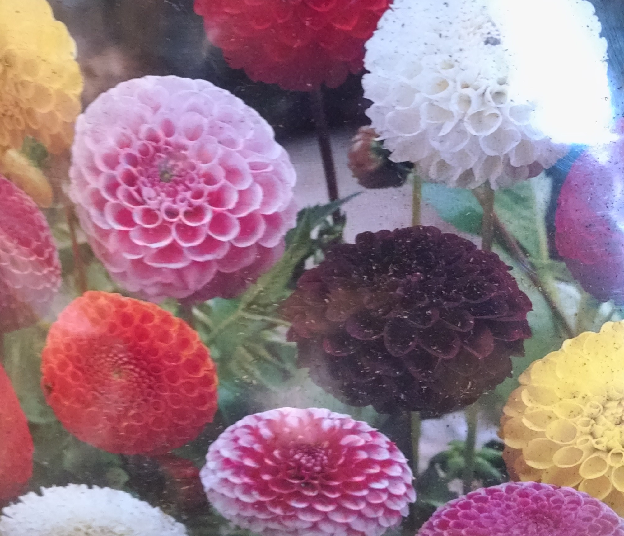 Dahlia Pompom Mixed, Pack of 5