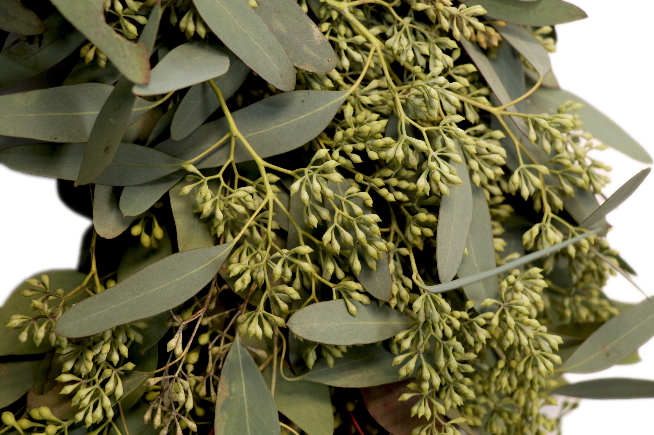 Potomac Flowers Fresh 14-16" Seeded Eucalyptus Wreath