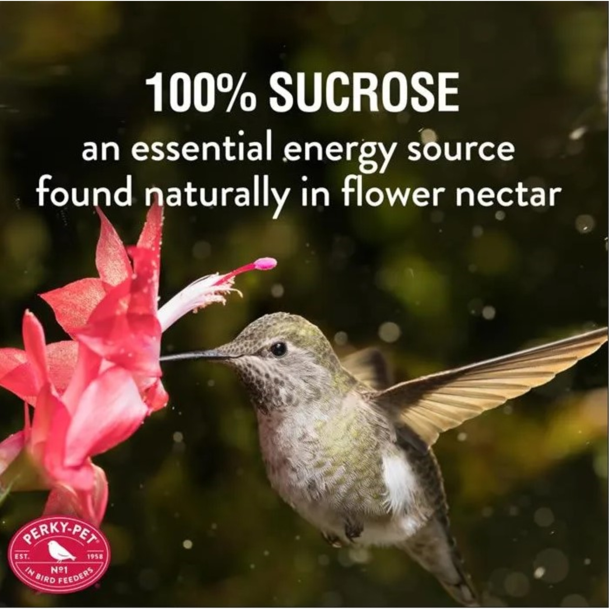 Perky-Pet Red Powder Hummingbird Instant Nectar Concentrate, 8oz (Makes 48oz)