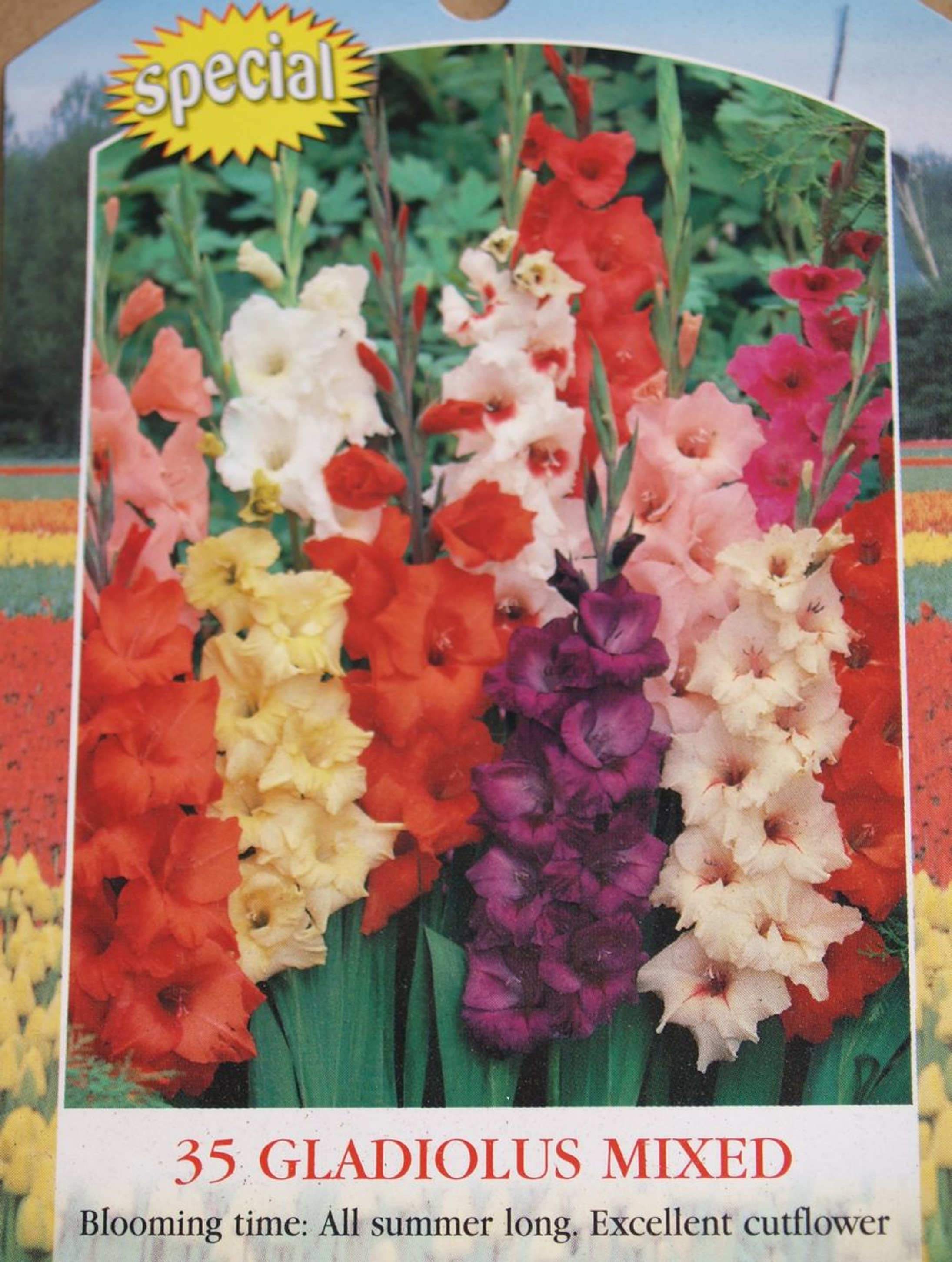 Rotteveel Bulbs Gladiolus Flower Bulbs, 35 Mixed Bulbs