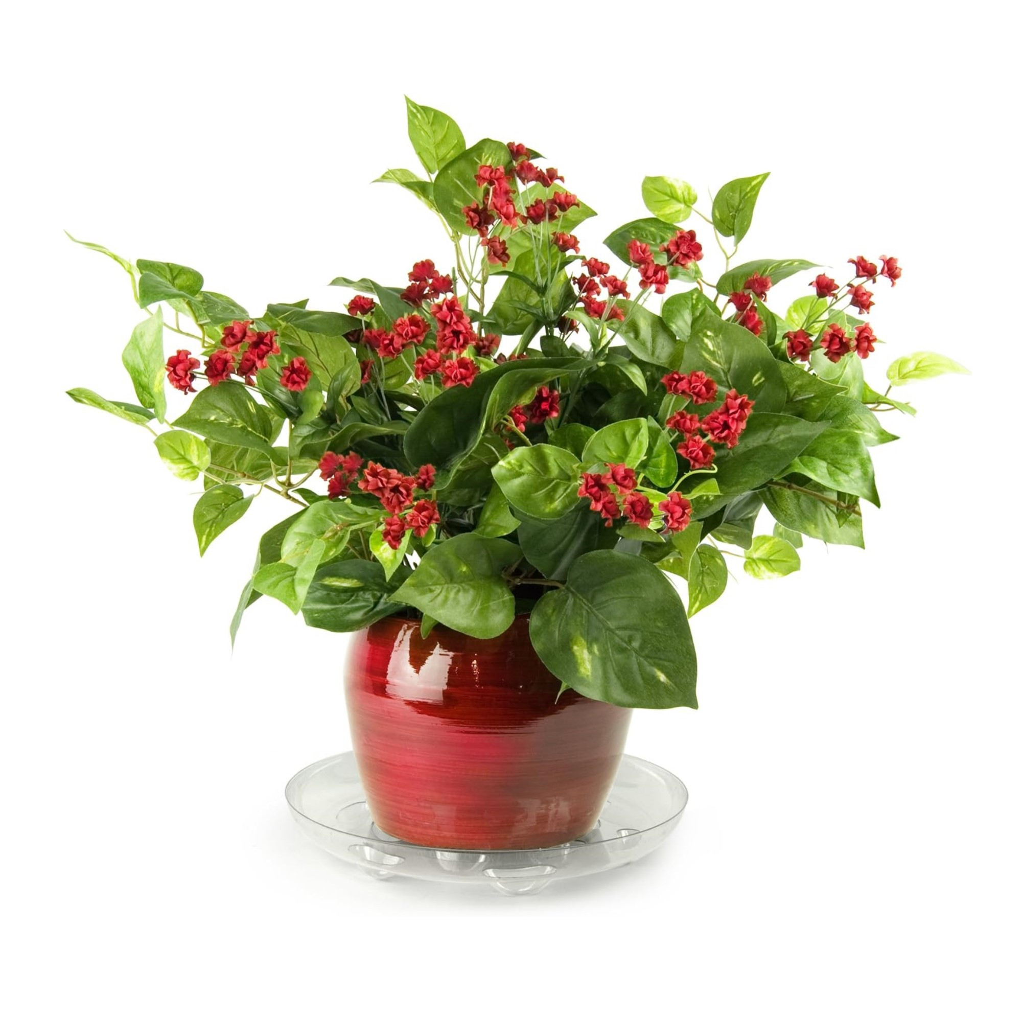 Plastec Super Saucer Round PET Plant Saucer, Clear, 14" D