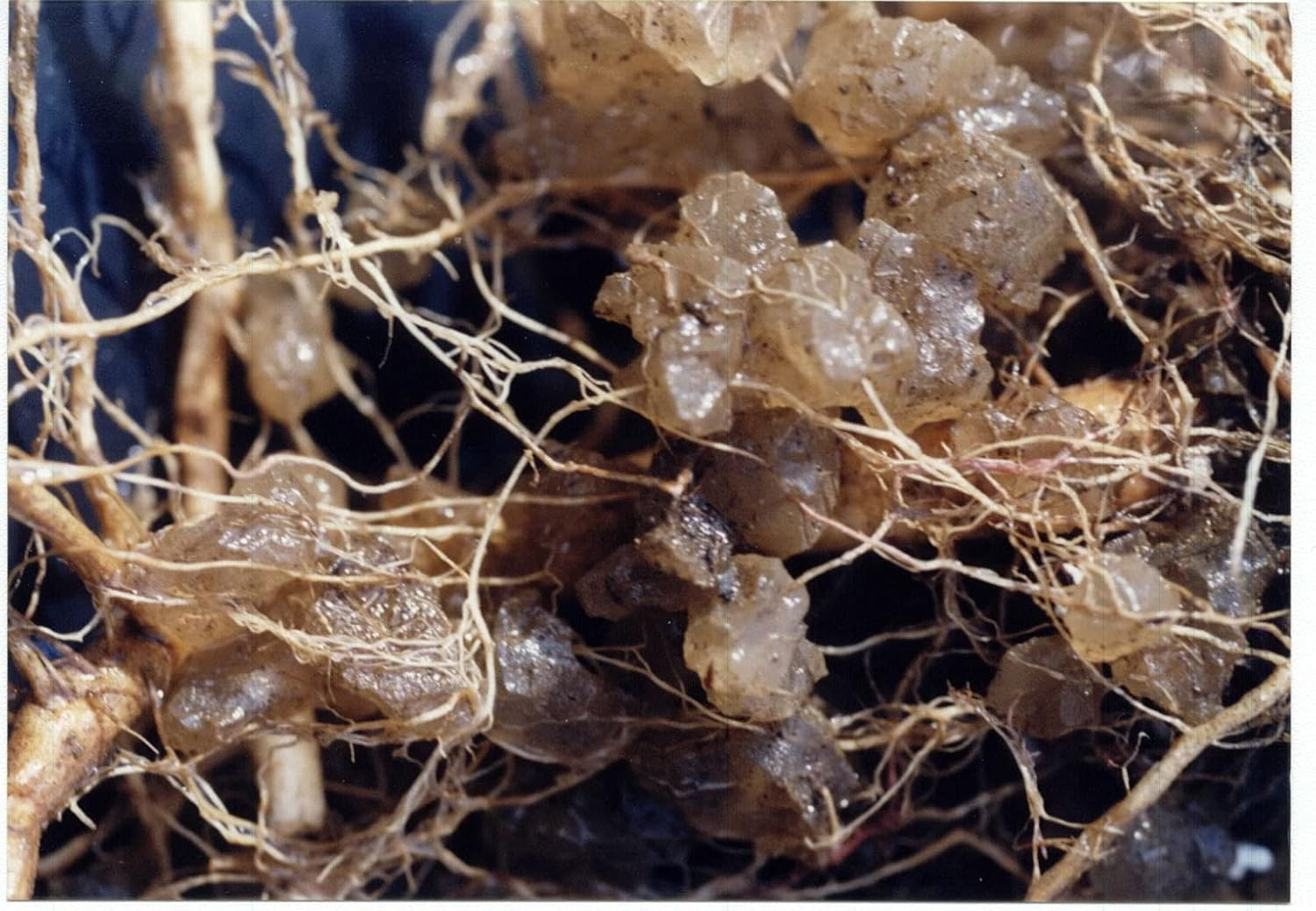 Jrm Chemical Soil Moist Granules, 3oz