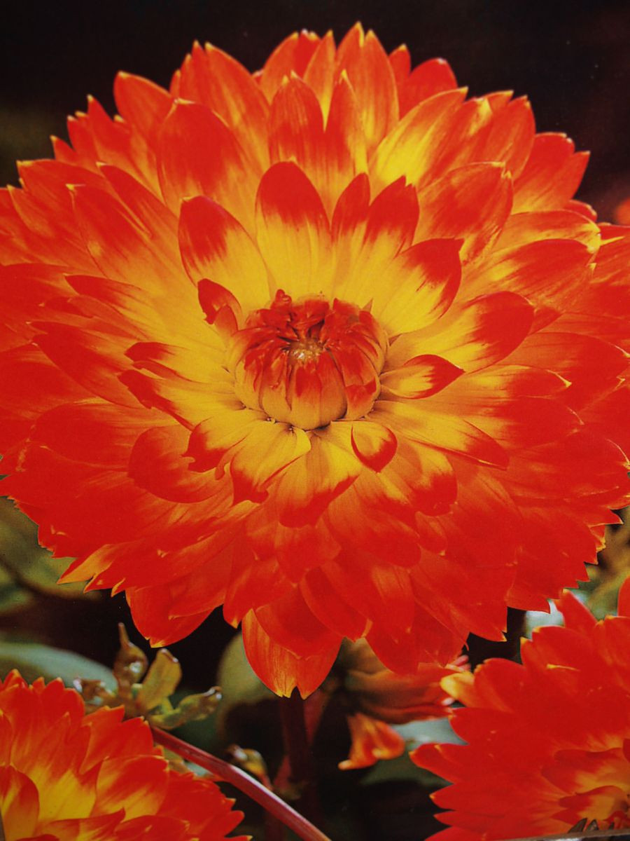 Dinnerplate Dahlia Procyon 2/pack
