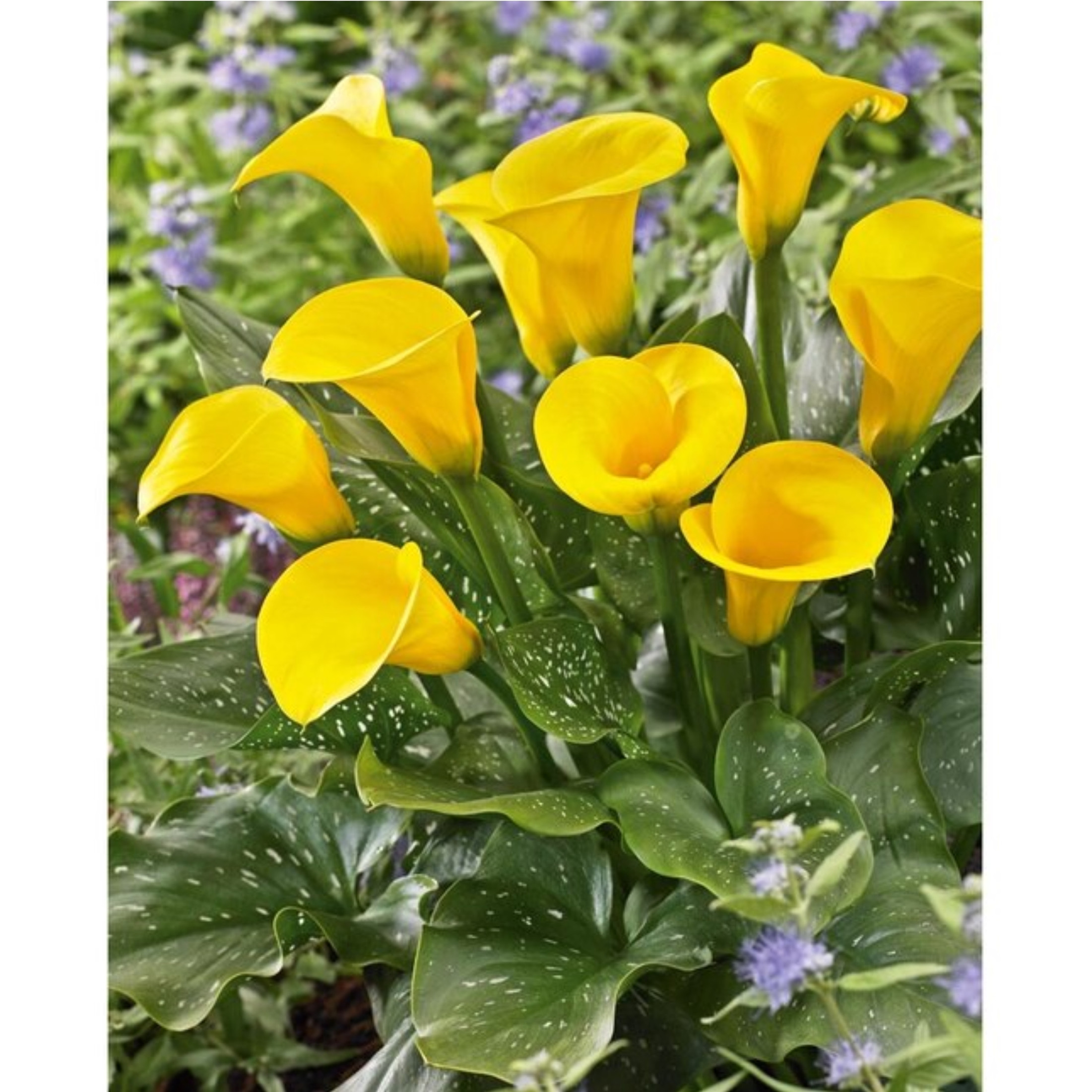 Rotteveel Bulb Calla Lily - Golden (Elliotiana)