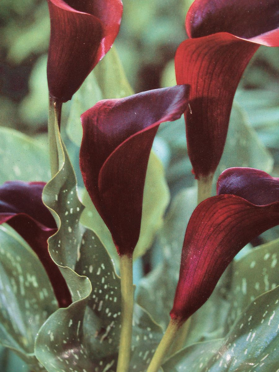 Calla Lily- Schwarzwalder