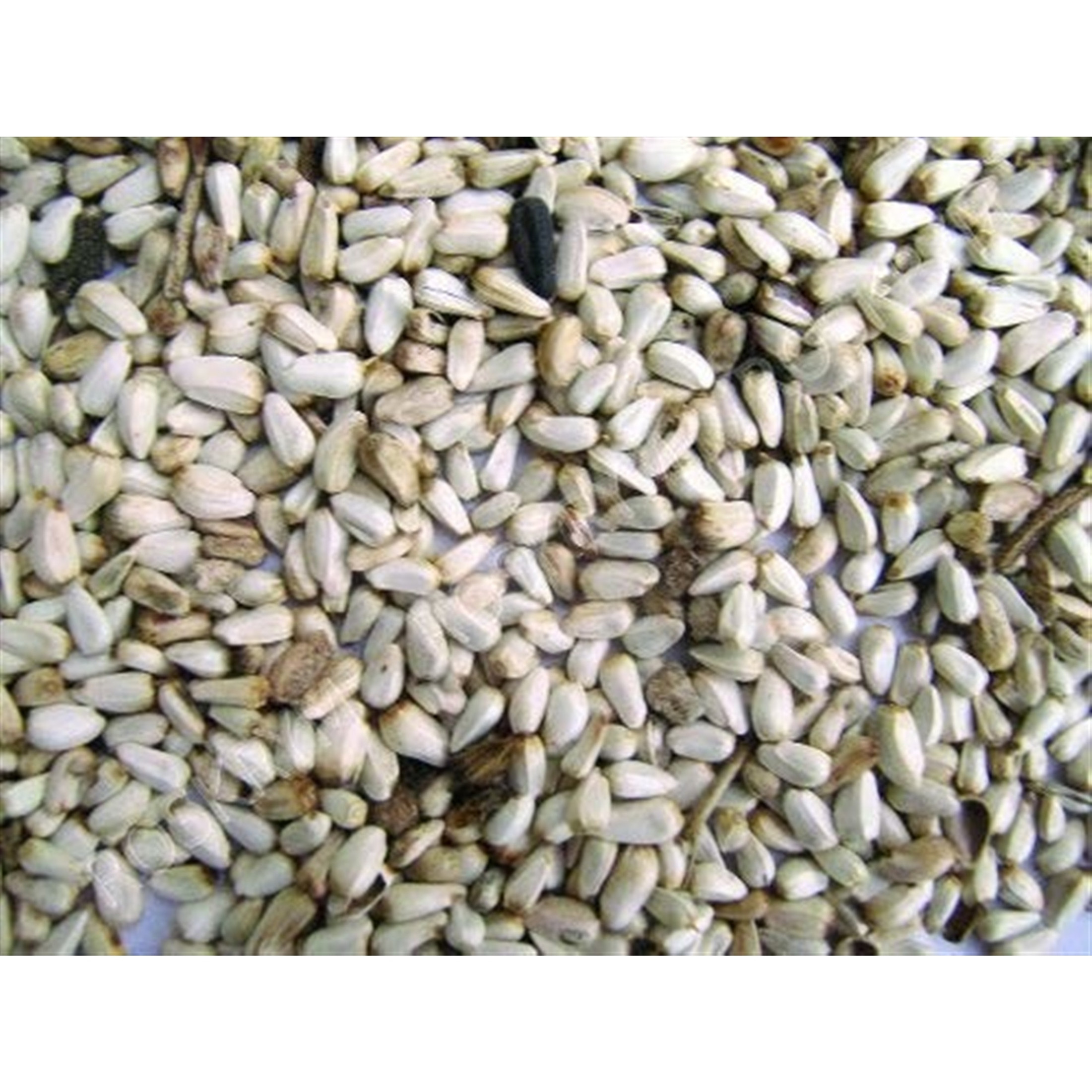 Shafer Seed Company Safflower Seed - 25 lb