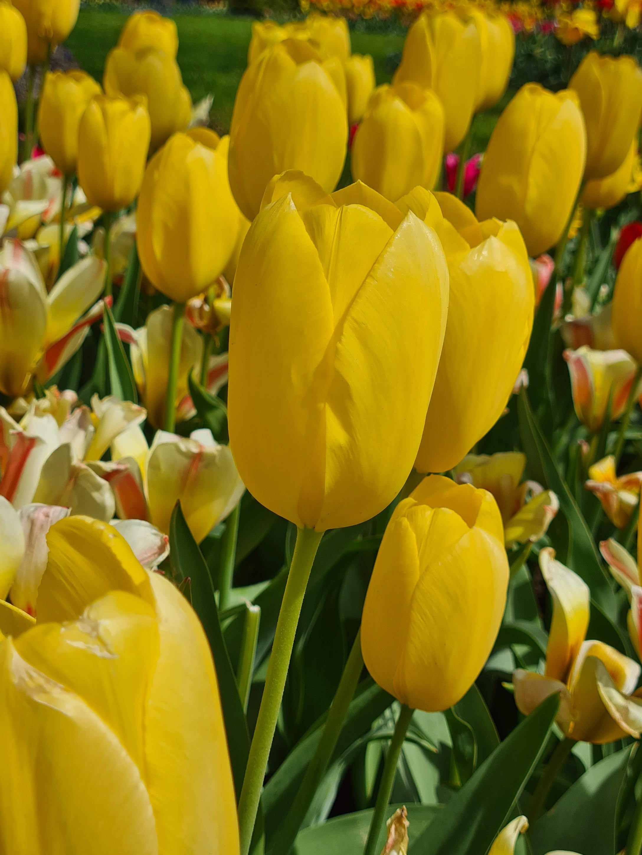 Garden Elements Spring Blooming Bulbs – Darwin Tulip, Big Smile, Yellow – 50 Pack Garden Elements Spring Blooming Bulbs – Darwin Tulip, Big Smile, Yellow – 50 Pack