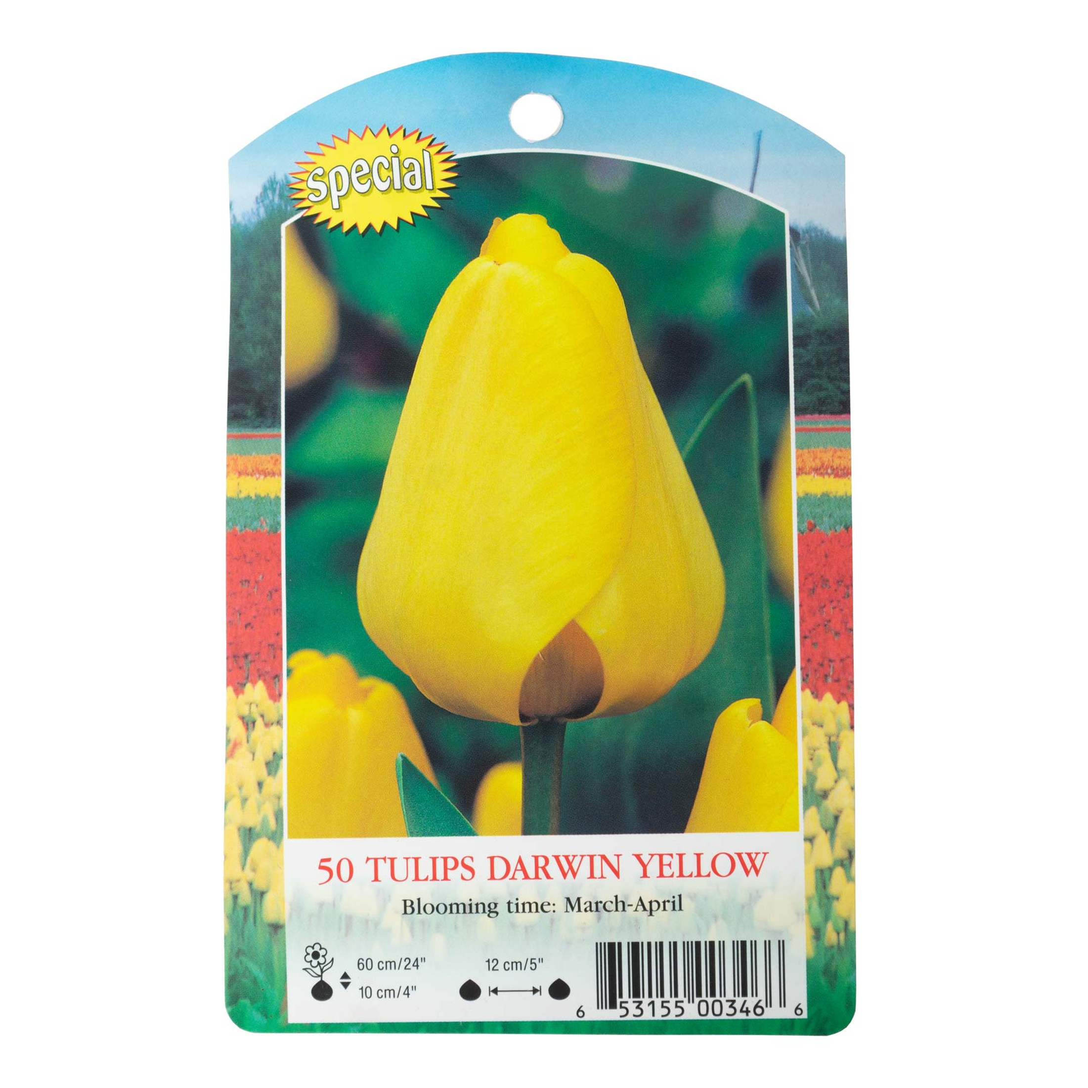 Garden Elements Spring Blooming Bulbs – Darwin Tulip, Big Smile, Yellow – 50 Pack Garden Elements Spring Blooming Bulbs – Darwin Tulip, Big Smile, Yellow – 50 Pack
