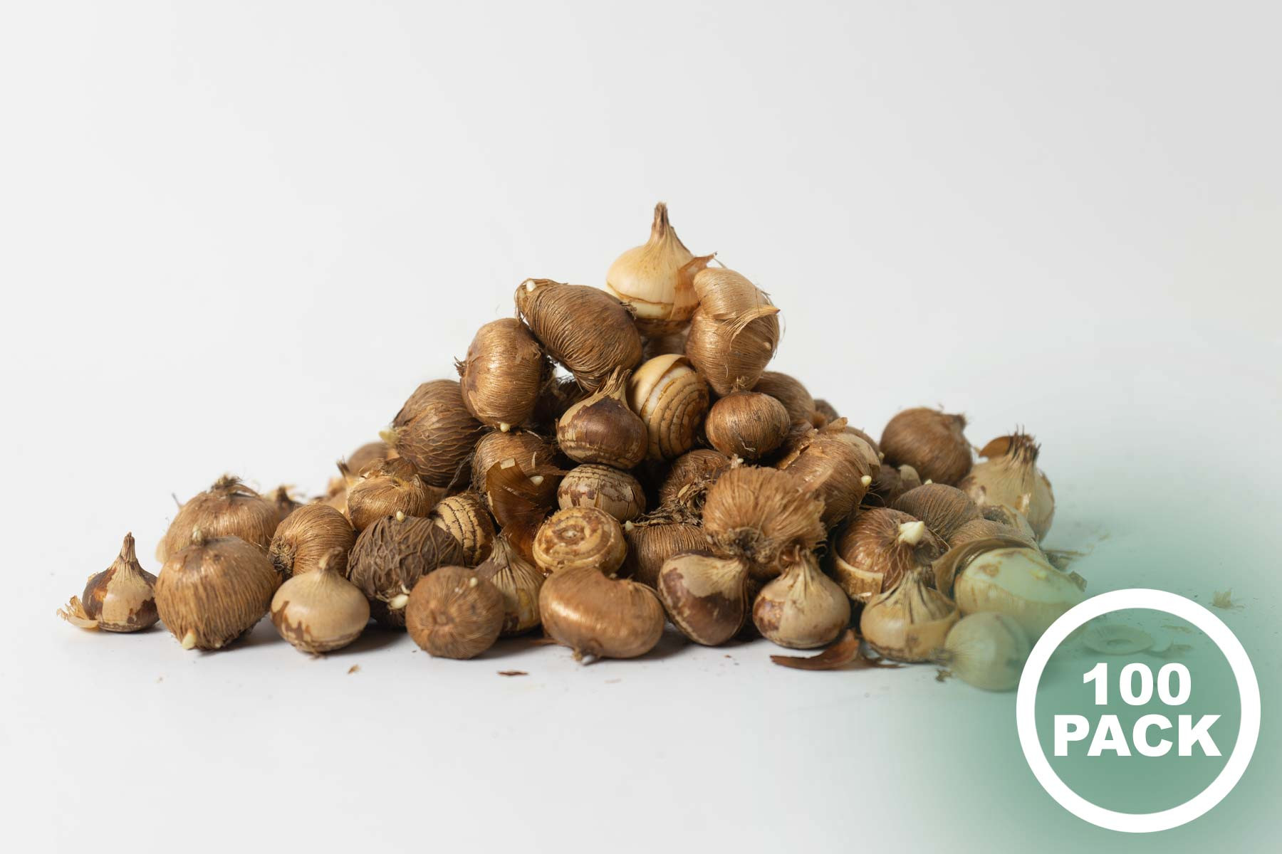 Garden Elements Spring Blooming Bulbs – Crocus, Botanical Mixed – 100 Pack