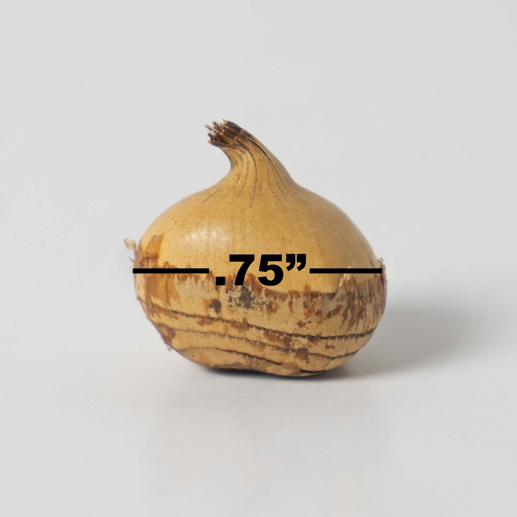 Garden Elements Spring Blooming Bulbs – Crocus, Botanical Mixed – 100 Pack