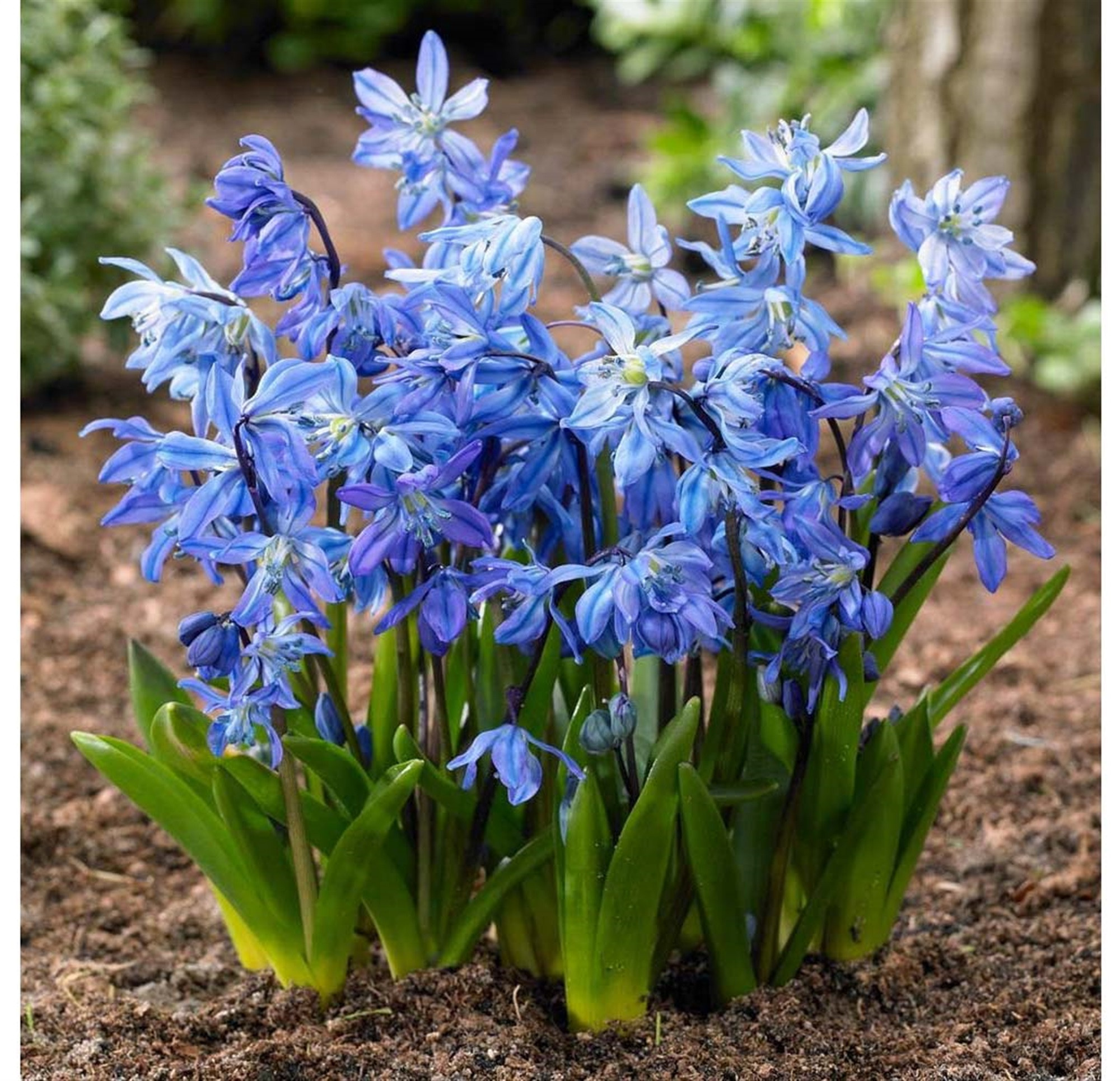 Garden Elements Spring Blooming Bulbs – Scilla Siberica (Siberian Squill) Blue – 50 Pack