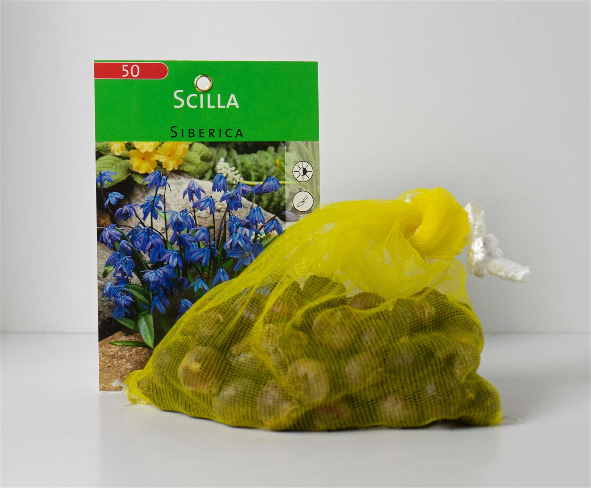 Garden Elements Spring Blooming Bulbs – Scilla Siberica (Siberian Squill) Blue – 50 Pack