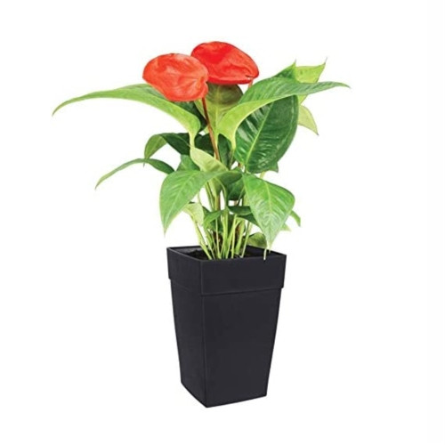 DCN Harmony Square Indoor/Outdoor Self-Watering Tall Patio Planter — Black, 8″ x 12"