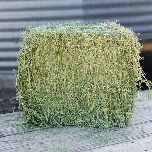 Standlee Premium Western Forage, Alfalfa Grab & Go Compressed Bale, 50lb Standlee Premium Western Forage, Alfalfa Grab & Go Compressed Bale, 50lb