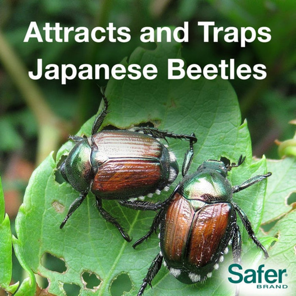 Safe Brand The Japanese Beetle Trap with Controlled-Release Lure