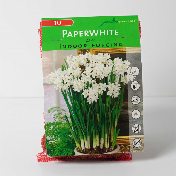 Garden Elements Ziva Indoor Forcing Paperwhite Bulbs, White, 13-15 cm (Pack of 10)