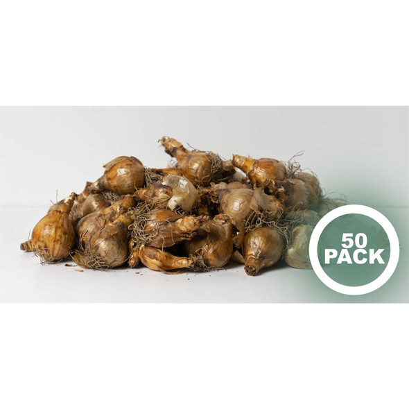 Garden Elements Spring Blooming Bulbs – Dutch Master Narcissus Daffodil, Yellow – 50 Pack