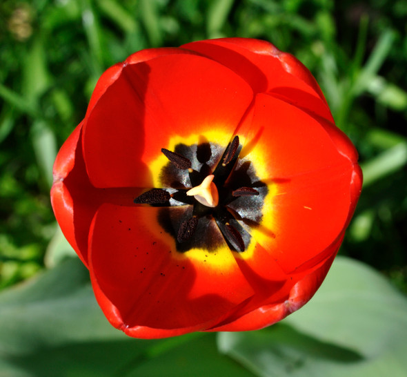 Garden Elements Spring Blooming Bulbs – Tulip Red Emperor – 5 Pack