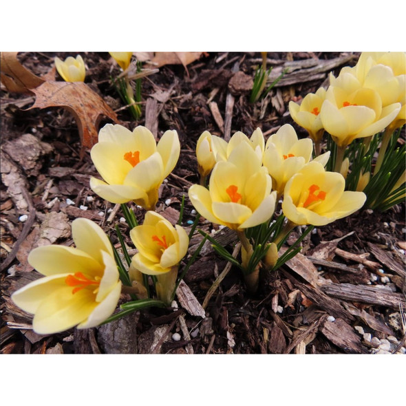 Garden Elements Spring Blooming Bulbs – Crocus Cream Beauty, Yellow – 10 Pack
