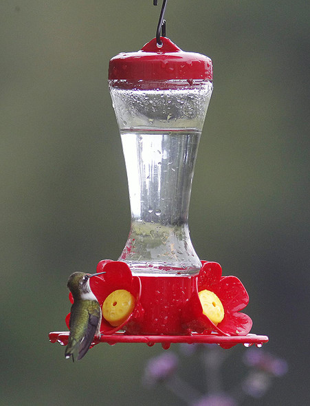 Stokes Select Impatiens Hummingbird Feeder with Four Feeding Ports, 8 fl oz Nectar Capacity