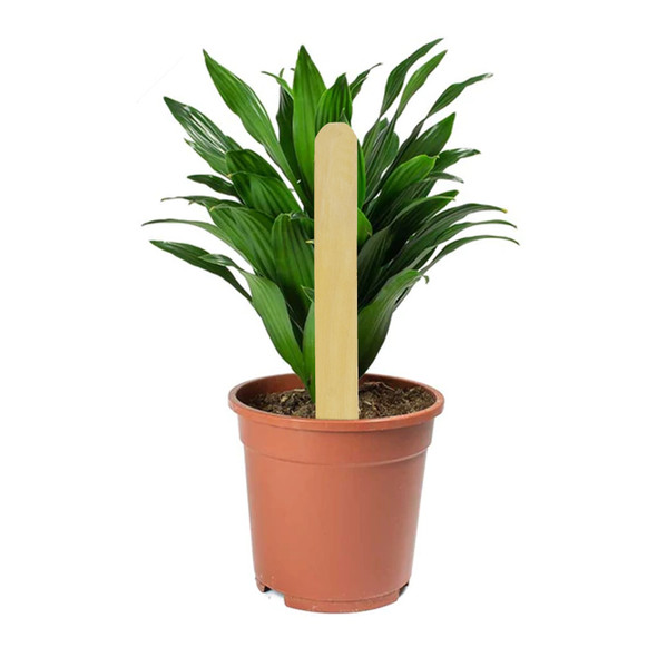 DP Industries Natural Wood Plant Stakes – Garden Markers for Seedlings, 12" (Pack of 12)