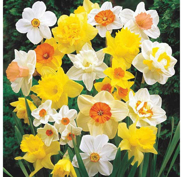 Garden Elements Spring Blooming Bulbs – Narcissus Daffodil, Mixed – 50 Pack Garden Elements Spring Blooming Bulbs – Narcissus Daffodil, Mixed – 50 Pack