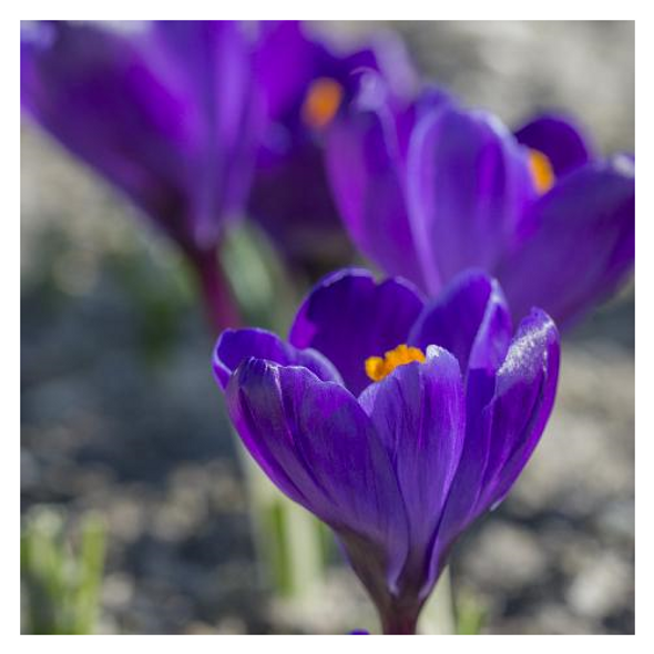 Garden Elements Live Flower Bulbs, Dark Blue Crocus, 10 Pack