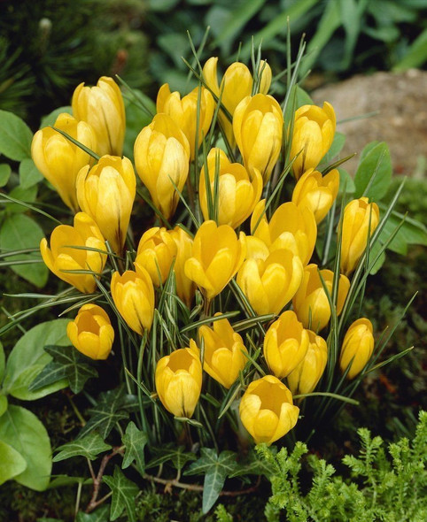 Garden Elements Spring Blooming Bulbs – Crocus, Mammoth Yellow – 25 Pack