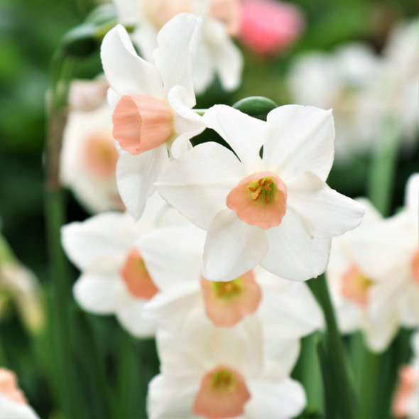 Garden Elements Spring Blooming Bulbs – Narcissus Iwona Daffodil, White & Pink – 10 Pack