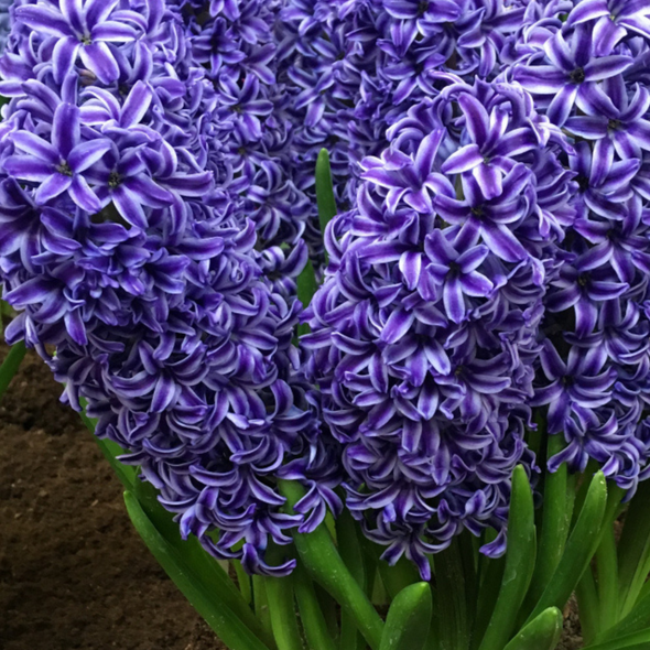 Garden Elements Live Flower Bulbs, Blue Jacket Hyacinth (10 Pack)