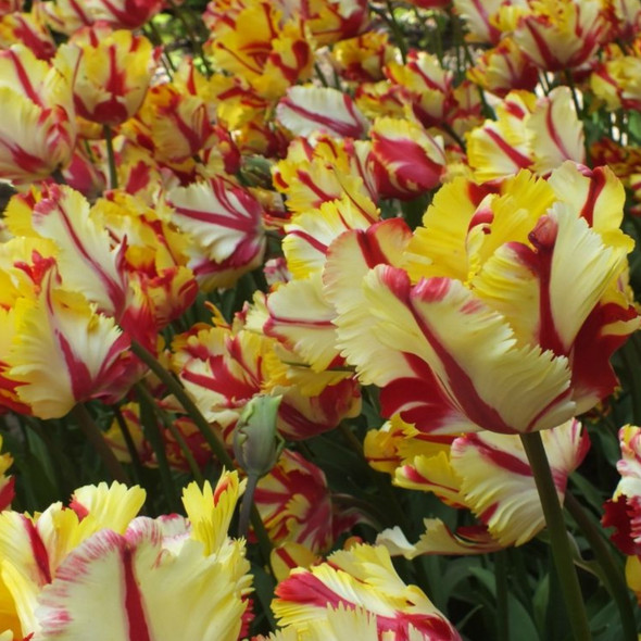 Garden Elements Spring Blooming Bulbs – Tulip, Flaming Parrot, Red & Yellow – 5 Pack
