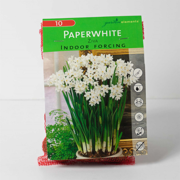 Garden Elements Ziva Indoor Forcing Paperwhite Bulbs, White, 13-15 cm (Pack of 60)