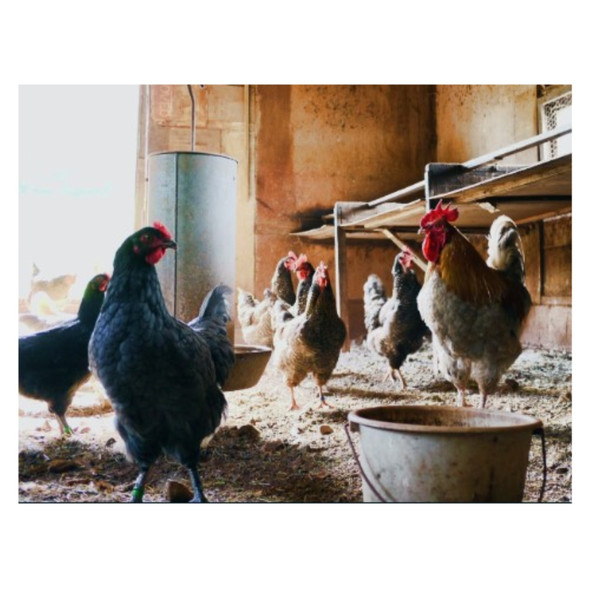 Farmers Organic Chicken Manure Compost Soil and Fertilizer, 20 Dry Quarts