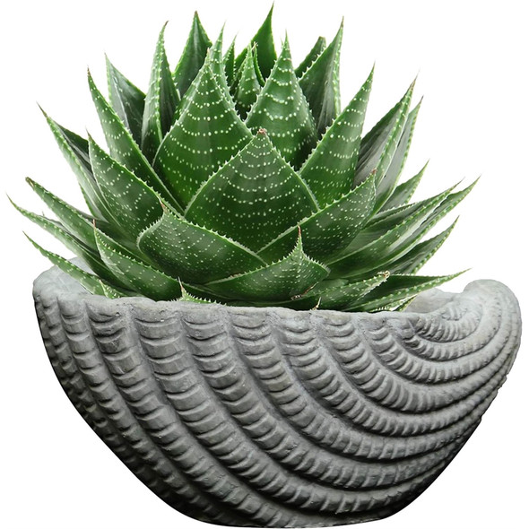 Classic Home and Garden Indoor/Outdoor Cement Succulent Planter with Drainage Hole, Sea Shell, Gray, 5"
