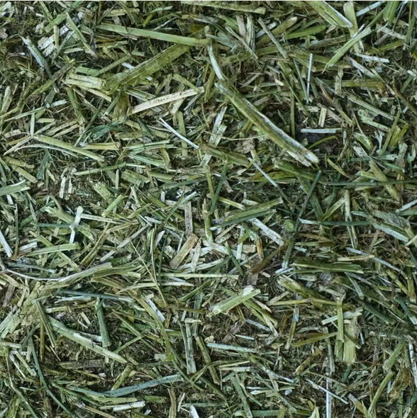 Standlee Premium Orchard Grass – Healthy Forage for Rabbits, Guinea Pigs, and Small Herbivores Standlee Premium Orchard Grass – Healthy Forage for Rabbits, Guinea Pigs, and Small Herbivores